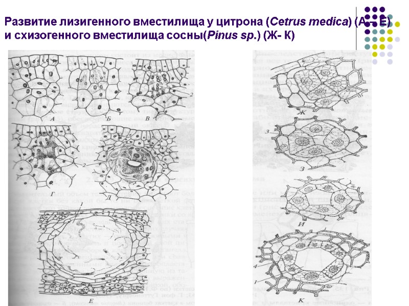 Развитие лизигенного вместилища у цитрона (Cetrus medica) (А – Е) и схизогенного вместилища сосны(Pinus